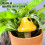 Drip Irrigation,Automatic Watering Cute Mushrooms,Automatic Drip Irrigation Device for Greenhouse Garden 3