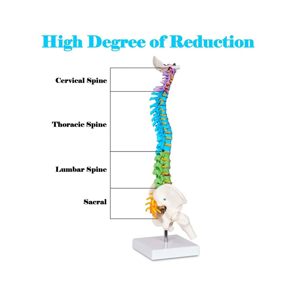 Scientific  Spine Model, Anatomical Spine Model with All Nerves, Human Anatomy Model with Stand for Instruction