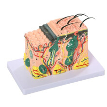 3D Skin Anatomical Model, 35X Enlarged Skin Layer Structure Anatomy Model with Medical Skin Marking for Teaching Models