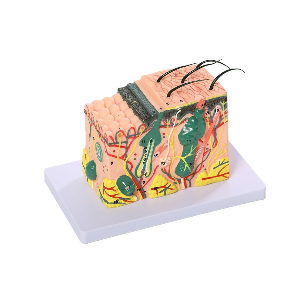 3D Skin Anatomical Model, 35X Enlarged Skin Layer Structure Anatomy Model With Medical Skin Marking For Teaching Models 6031203075957