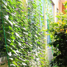 3,6 X 1,8 M Rankgitter für Gartenpflanzen, Kletterpflanzen für Gurken, Weinreben, Obst, Gemüse und Tomaten