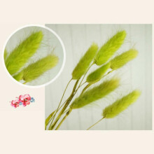 18" Natural Bunny Tails Dried Flowers, 100 Pcs Lagurus Ovatus for Vase, Wedding & Valentine's Decor