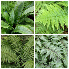 Carbeth Plants Fern Plant 4 x Plant Mix - Hardy, Outdoor Shade Ferns - Evergreen & Garden Ready for Shady Borders, Pots & Woodland Gardens