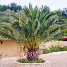 Canary Island Date Palm - Phoenix Canariensis Plant | Outdoor Hardy Tall Evergreen Exotic Tropical Palm Tree Potted | Feature Garden Plant - 125-150c
