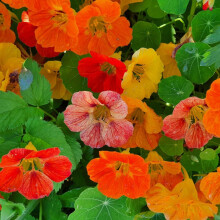 Nasturtium Trailblazer Seeds Hardy Annual Trailing Bright Colourful Blooms Easy to Grow Edible Flowers Seed Pods Borders Pots Sunny Garden 1x Seed Pa