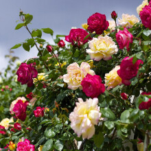Carbeth Plants Rose Bush Climbing Trio in 3 Litre Pot - Three Mixed Growing Climbing Rose Bushes in One Pot - Ideal for Beds, Borders or Patio Planti