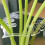 Turtle Shell Bamboo Clamp Set, Plant Stem Plastic Support, Flower-Shaped Green Plant Leaf Holder Turtle Shell Bamboo B 8