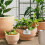 Automatic Drip Irrigation Kit,15 Potted Indoor Houseplants Support,Indoor Automatic Watering System for Plants 7
