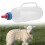 3X 1L Lamb Nursing Bottle Feeding Goat Milk Bottle with Handle Plastic Durable 1