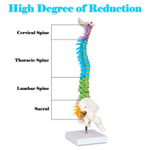 Modèle Miniature Scientifique de Colonne Vertébrale, Modèle Anatomique de Colonne Vertébrale avec les Nerfs, Modèle D'Anatomie Humaine avec