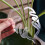 1Pcs Plant Stem Plastic Support,Flower Stem Holder,Reusable Plant Retaining Support,B 4