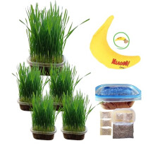 TheGuard Cat Grass Seeds 5-Pack (Growing Kit) & 1 Banana Catnip Toy for Chewing, Interactive Playing, Hairball & Stress Relief