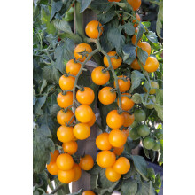 Orange Cherry Tomato Plants - Grow Your Own from Our Premium Quality Plants (12, Orange)