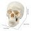 Human Skull Model - Anatomy Skeleton ,  Realistic Bone Model for Medical Art Learning, Educational Teaching Tool 7