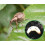 Nemasys Biological Vine Weevil Killer 12sqm 2