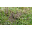 nemasys no ant large pack treating 50sqm 4