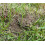nemasys no ant large pack treating 50sqm 3