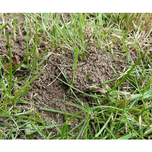 nemasys no ant large pack treating 50sqm 2