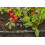 Gardena Gardena Micro-Drip-System Reducing T-Piece: Practical T-Connection for Transitio 6