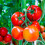 Doff Doff Tomato Feed 500ml 3