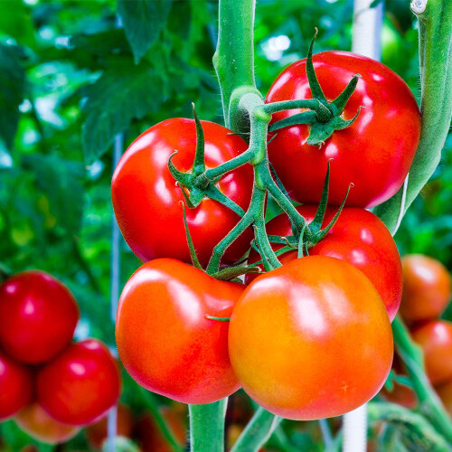 Doff Doff Tomato Feed 500ml 2