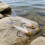 Realistic Fork Tail Artificial Baits Fish Lures with-three 2
