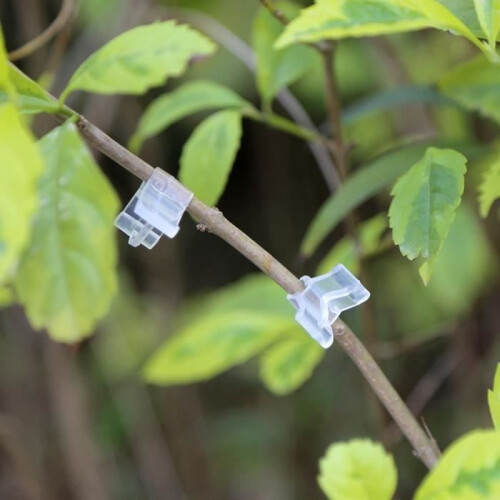 100 clips de greffage pour la plantation et le greffage de tomates