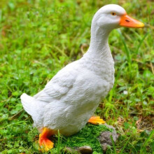 Alomejor dierenornament, simulatie van een witte eend, landschapssculptuur, binnenplaats tuindecoratie