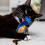 Ancol Peacock Cat Toy 2