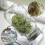 4 Pack Mason Jar Sprouting Lids Stainless Steel Rustproof Mesh Strainer for Seeds and Microgreens 5