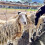 100 Peças de Ganchos de Arame de 6,5 Polegadas para Cercas de Arame, Postes, Trilhos e Reparos de Canis 2