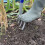 Spear & Jackson Spear & Jackson 1680NB Neverbend Carbon Digging Fork 5