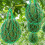 20-Pack Melon Hammock Net for Garden Support, Protects Watermelons, Squash, Cantaloupes 6
