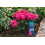Westland Westland Hydrangea Colourant, 500 g 2