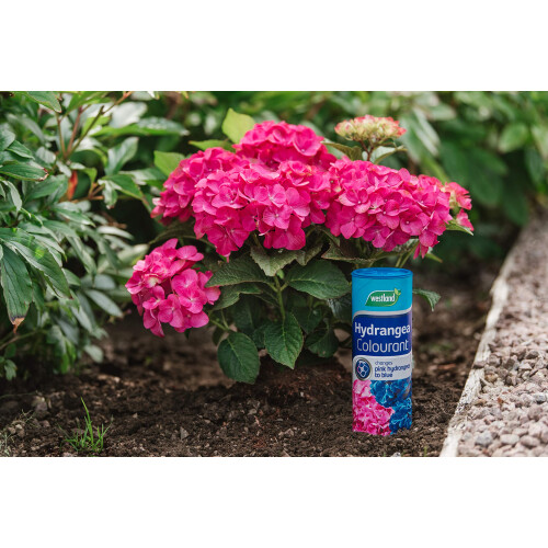 Westland Westland Hydrangea Colourant, 500 g 1