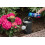 Westland Westland Hydrangea Colourant, 500 g 3