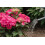 Westland Westland Hydrangea Colourant, 500 g 5