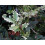 Nemasys Biological Vine Weevil Killer 12sqm 6