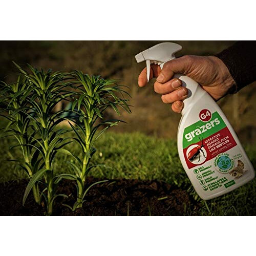 GRAZERS G4 LILY BEETLE 750ML RTU 1