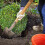 Levington Levington PEAT FREE Multipurpose Compost, 40 Litres, Brown 4