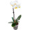Orchid Focus Drip Feeders 38ml - 10 box 2