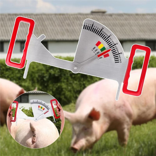 Sow Back Fat Caliper Essential Tool for Effective Sow Feeding Management  Farms 2