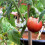 Plant support clips - AIMOONSA - 300 pieces - Ø30 mm - Transparent - Reusable 3