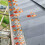 Gutter mesh - KCVV - 6m x 15cm - Galvanized steel - Black - Hooks included 3