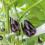 Plant support clips - AIMOONSA - 300 pieces - Ø30 mm - Transparent - Reusable 5