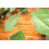 Fruit and vegetable protector Nemasys Caterpillar Killer 4