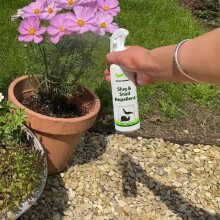 Makes 40+ Bottles of Slug & Snail Repellent Spray. Tried & Tested Concentrated Blend. Ultra-Effective, 100% Natural & Safe Deterrent. Made from Essen