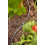 Gardena GARDENA Micro-Drip System Supply Pipe: Flexible supply pipe, 4.6 mm (3/16"), can 3