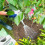 Miracle-Gro Miracle-Gro Performance Organics All Purpose PEAT FREE Compost, 40L, White 6