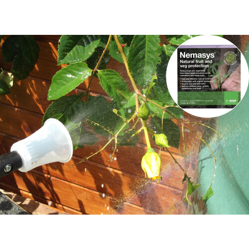 Fruit and vegetable protector Nemasys Caterpillar Killer 1